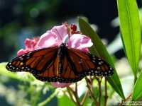 12789CrLeSh - Butterfly House, Insectarium de Quebec.JPG